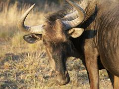 090516_Pilanesberg 318